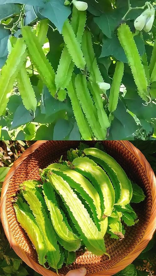 15PCS Winged Bean Seeds Dragon Bean Asparagus Sigarilyas Tropical Vegetable Seeds