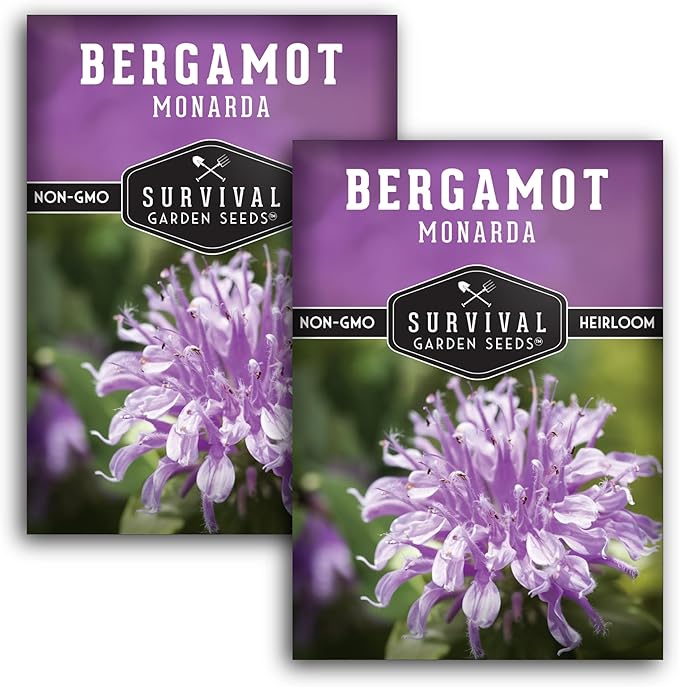 Bee Balm Seeds for Planting - Wild Bergamot (Monarda Fistulosa) Perennial Native Wildflower & Medicinal Herb for Pollinator Gardens, Fragrant Heirloom Flower - Survival Garden Seeds (2 Packs)