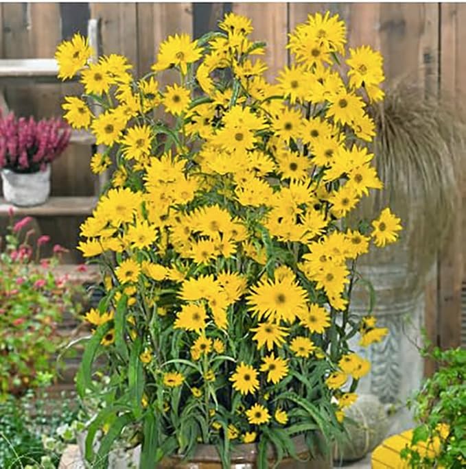 Maximilian Sunflower Seeds - Attracts Bees and Butterflies - Perennial Sunflower Native to North America, Approximtely 600 Seeds
