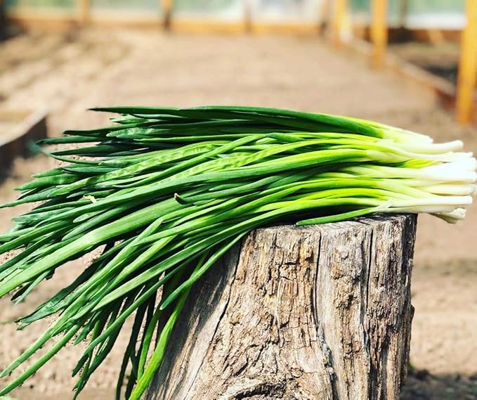 Seeds Bunching Green Onions Scallions 250+ Seeds for Planting Perennial Vegetable Garden Spring Onions Non-GMO