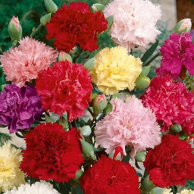50 X Mixed Carnation Seeds for Planting Outdoor Grow Flowers in Pots Basket Gardens Multicolor Flowers Seeds