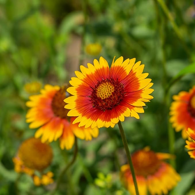 Mixrug Mix Blanket Flower Seeds for Planting, 300pcs Blanket Gaillardia Perennial Flower Seeds Non-GMO Heirloom Rare Plants, Beauty Home Garden for Outdoors