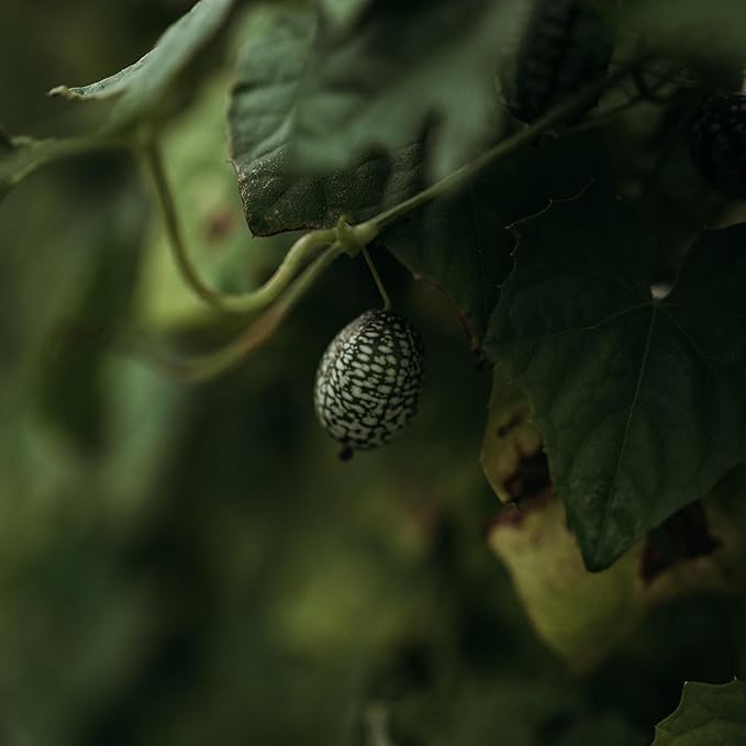 Mexican Sour Gherkin Cucamelon - 25 Seeds - Heirloom Gherkin Cucumber Variety, Easy-to-Grow, Non-GMO Gherkin Seeds for Planting Outdoors in The Home Garden, Thresh Seed Company