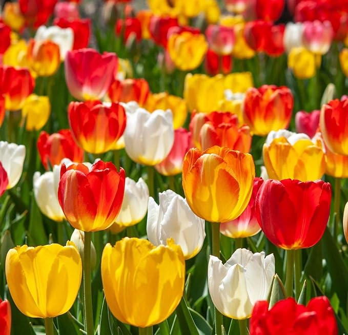 Mix Triumph Tulips 10 Bulbs for Fall Planting Colorful Flower Tulipa Darwin Hybrid Changing Colors Mixture Size 12+ 4 Varieties to Choose (Apeldoorn Mixture, 10, Mix Color)