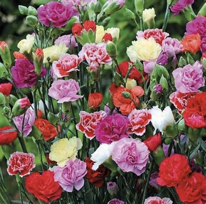 Carnation Chabaud Mix Seeds - 275 Seeds - 8 Week Blooming Period - All Zones