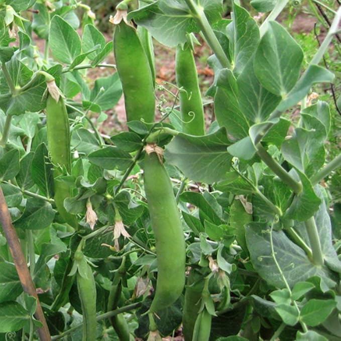 Lincoln Pea Seeds 100 Seeds, "COOL BEANS N SPROUTS" Brand. Home Gardening.