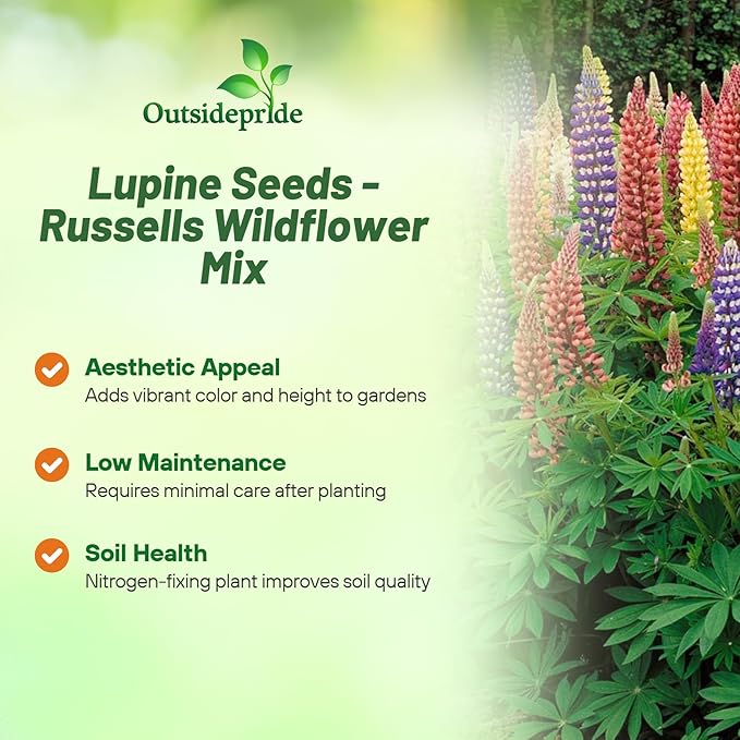 Outsidepride Mixed Russells Lupine Seeds - 1 Lb. Perennial, Self-Sowing, Cold Hardy & Frost Tolerant Wildflower Seeds for Fall Planting, Ideal for Attracting Pollinators & Hummingbirds