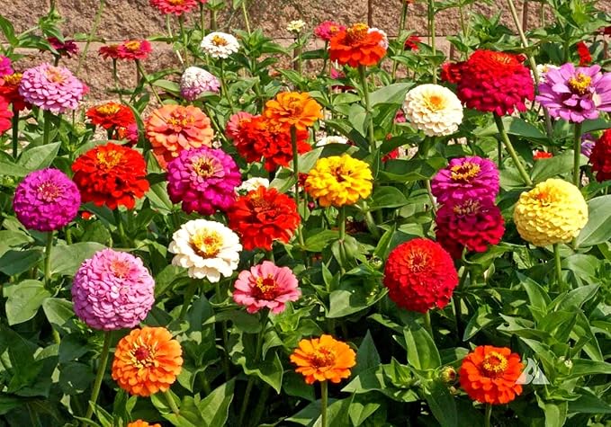 Seeds Terry Zinnia Seed Mix Common Zinnia 100+ Seeds for Planting Garden Flowers Non-GMO Annual