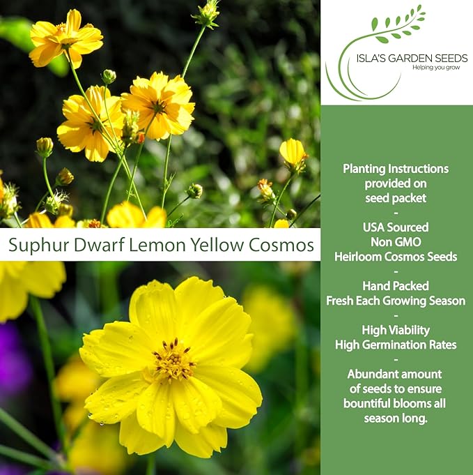 Lemon Yellow Sulphur Dwarf Cosmos Seeds (Cosmos sulphureus) – 100+ Heirloom Non-GMO Seeds by Isla’s Garden Seeds, Soft Yellow Compact Blooms, Pollinator-Friendly Summer Flowers for Beds & Containers