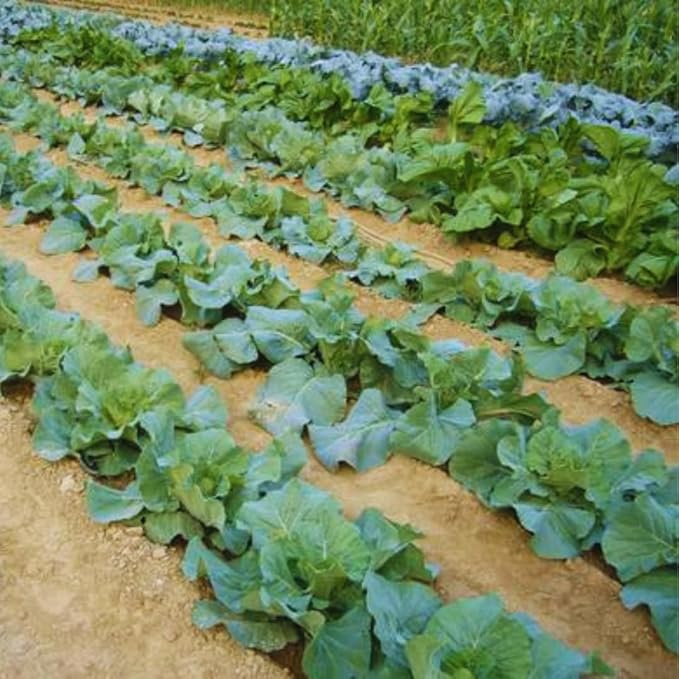 3 Cauliflower Plants Live, Cauliflower Live Plants, High Yield Vegetable Plants, 4 to 6 Inc