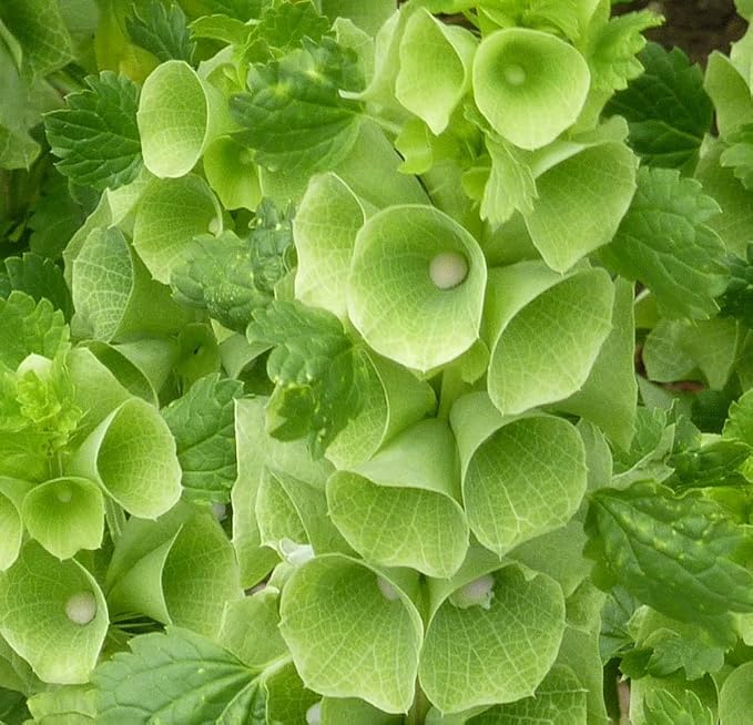 Bells of Ireland Seeds – Moluccella Laevis | Annual | Unique Green Blooms for Fresh Cut Arrangements & Garden Borders