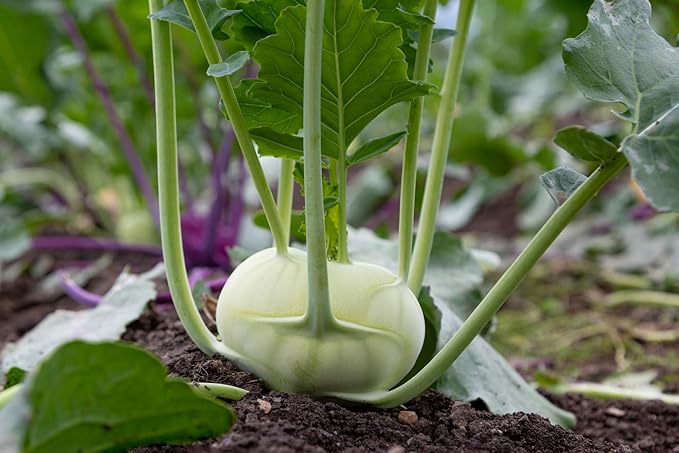 Giant White Kohlrabi Seeds for Planting - Plant & Grow 300 Heirloom Kohlrabi Seeds Home Outdoor Garden - Great Gardening Gift, 2 Packets