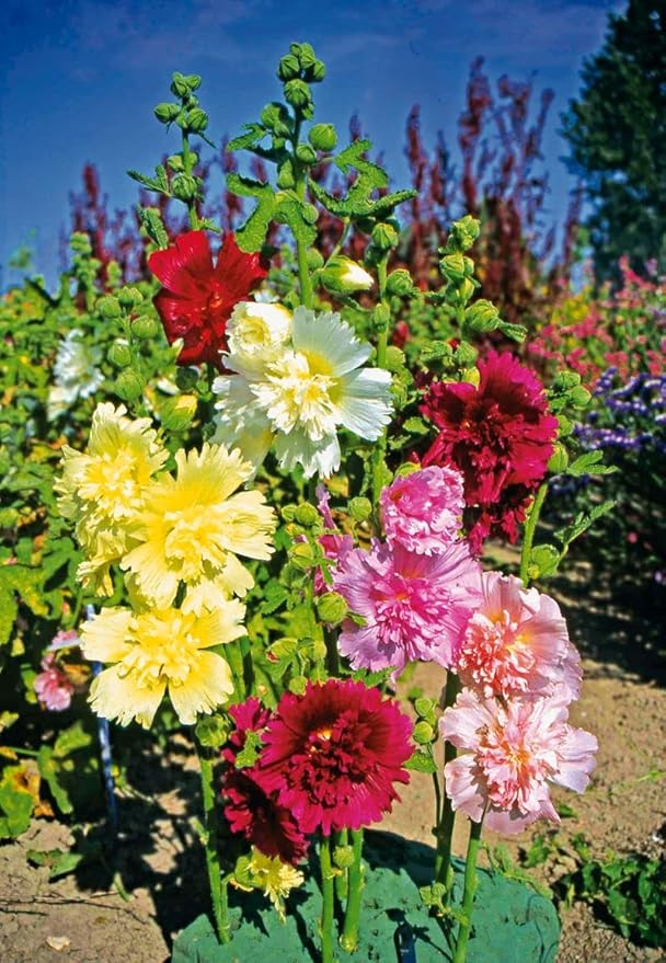 Hollyhock Majorette Mix Seeds – Alcea Rosea | Annual/Biennial | Compact, Double Blooms for Borders & Containers