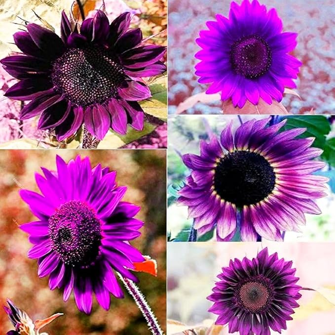 100 Seeds for Unique Purple Sunflowers - Giants Perennial Rare Blooms Outdoors