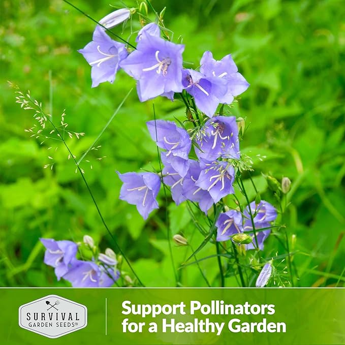 Survival Garden Seeds Tussock Bellflower Seed for Planting - 5 Packets with Instructions to Plant and Grow Campanula carpatica in Your Home Flower Garden - Non-GMO Heirloom