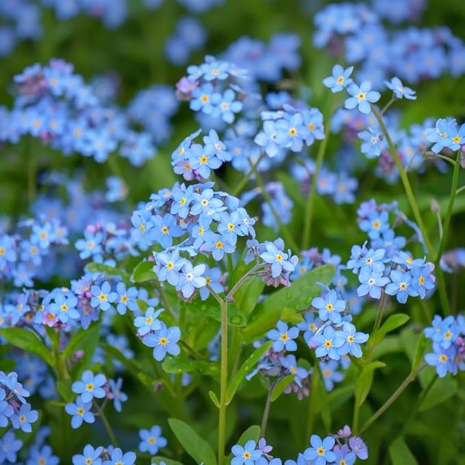 Forget-Me-Not Seeds - 100 Pcs Blue Perennial Flower Seed, Low Growing, Self-Sowing, Ideal for Garden Borders, Containers, and Ground Cover