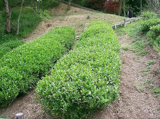 Tea Plant Seeds for Planting - 6 Seeds of Camellia Sinensis Herb Seeds - Made in USA, Ships from Iowa. Tea Tree