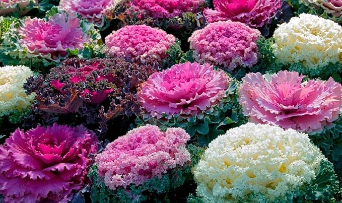 Seeds Flowering Kale 'Fringed Mix' - Heirloom Vegetable - GMO Free