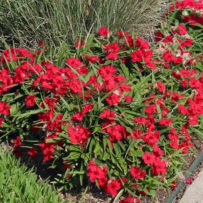 Set 6 Brazilian Red Mexican Petunia Plants Live, Perennial Outdoor Growing, Startrer Size 4-6" in Tall, Long Blooming Season, Landscapes, Borders, Ground Cover