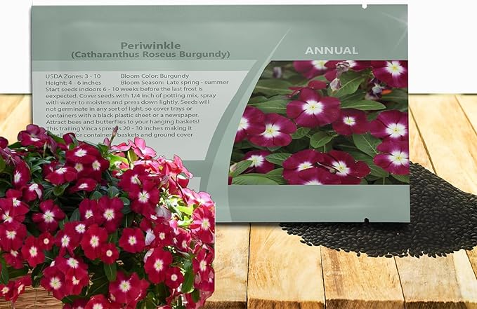 Outsidepride Burgundy Periwinkle Seeds for Planting – 50 Pcs Annual, Fast-Blooming, Heat & Drought Tolerant Vinca Flower Seeds with Vibrant Colors Ideal for Gardens, Beds, Borders & Containers