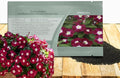 Outsidepride Burgundy Periwinkle Seeds for Planting – 50 Pcs Annual, Fast-Blooming, Heat & Drought Tolerant Vinca Flower Seeds with Vibrant Colors Ideal for Gardens, Beds, Borders & Containers