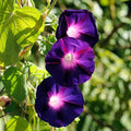 Eden Brothers Morning Glory Seeds - Knowlians Black, Non-GMO Seeds for Planting, 1 oz | Low-Maintenance Flower Seeds, Plant During Spring, Zones 1, 2, 3, 4, 5, 6, 7, 8, 9, 10