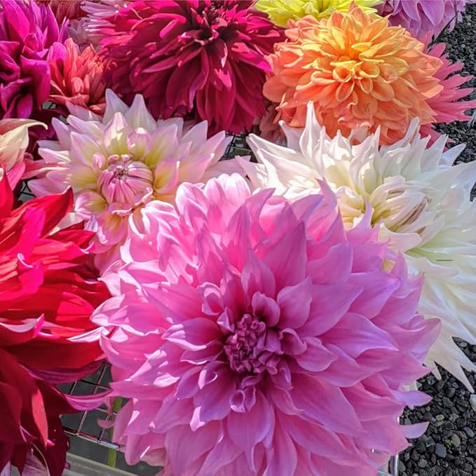Mixrug 300+ Mix Dahlia Seeds for Planting - Rare Dahlia Pompon Flower Seeds -Dahlias Seed Variabilis Beautiful Annual for Outdoor Garden