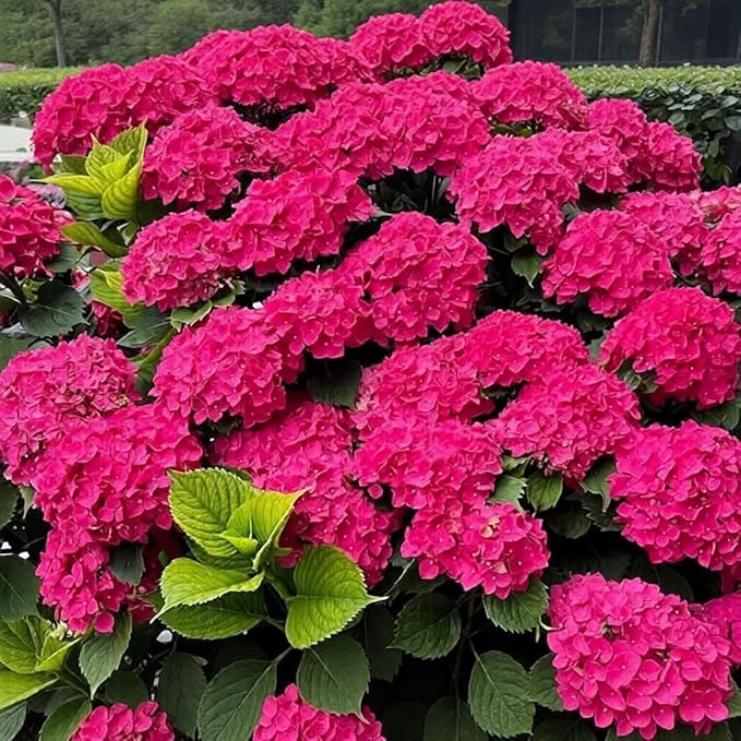 150+ Hydrangea Seeds - Mixed Color Perennial Flowers (Blue, Pink, Red & White) for Garden, Landscape & Wedding Decor – Hardy, Non-GMO, Heirloom Seed for Outdoor Planting & Potted Plants