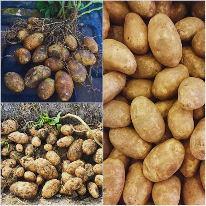 2 Lbs Yellow Potato Tubers High Yielding for Outdoor Planting,Vegetables Potatoes Plants Bulbs Seeds, Heirloom Seed Potato Live Tuber