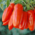 San Marzano Tomato Seeds, Heirloom Variety