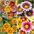 100+ Gazania Seeds Ground Cover for Planting Outdoor-Gazania Splendens Seeds Heat & Drought Tolerant Garden Flower