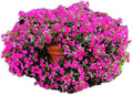 Park Seed Hot Pink Hybrid Petunia – 2.5–4 Inch Vibrant Tropical Blooms, Tidal Wave Series with Trailing or Mounding Habit, Botrytis-Resistant and Long-Blooming for Beds or Baskets – Pack of 10