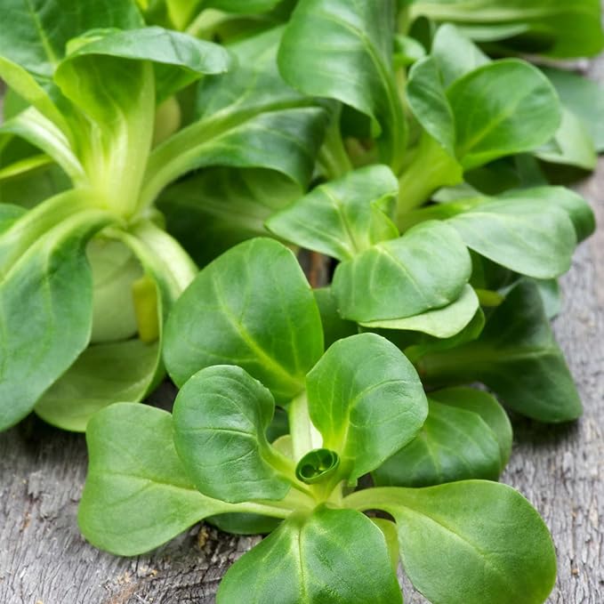 Dutch Broad Leaved Corn Salad Mache Seeds - 1 g Packet ~700 Seeds - Also Called Lamb's Lettuce - Non-GMO Vegetable Garden Seeds - Leafy Greens
