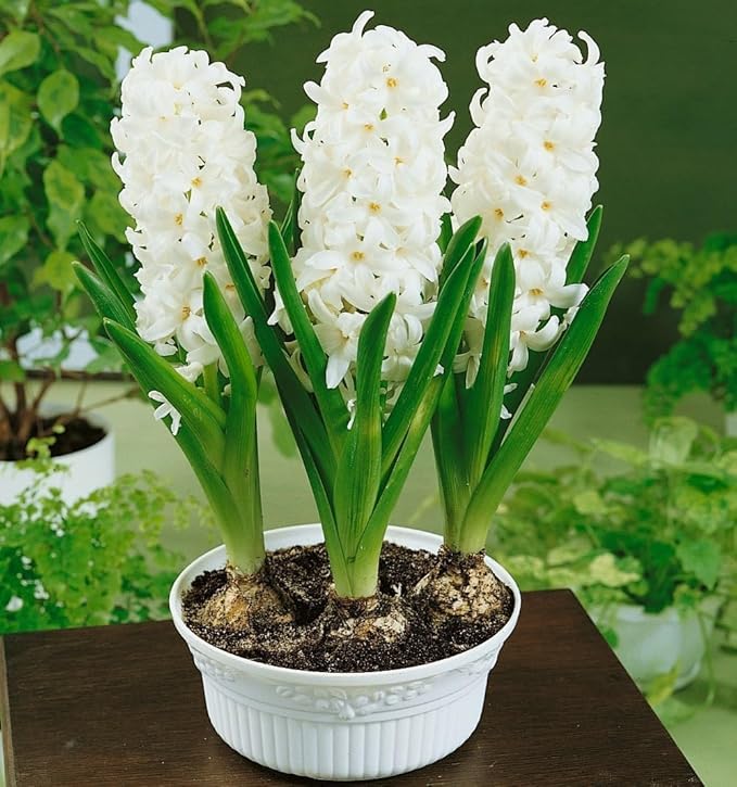 Votaniki White Pearl Hyacinth Bulbs - Hyacinthus Orientalis 'White Pearl' | Fragrant & Beautiful White Blooms - Easy to Grow Perennial Hyacinth (6 Pack)