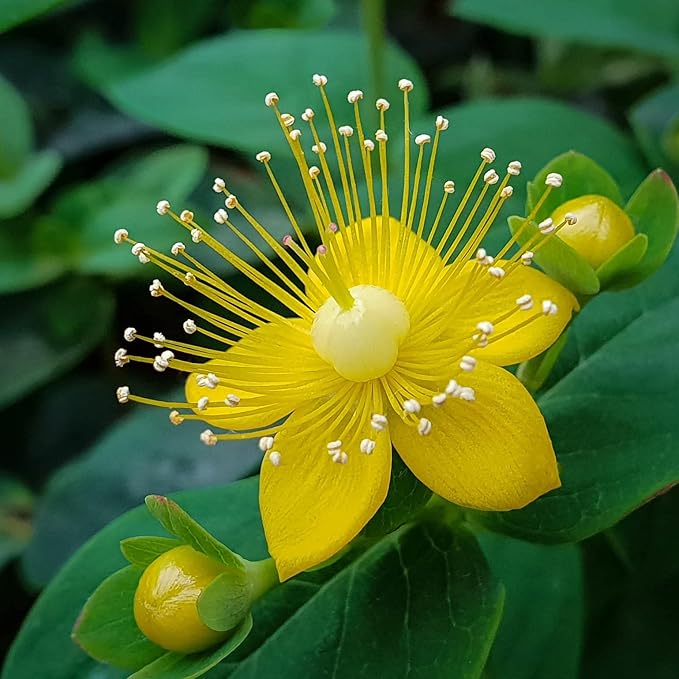 SeedsUP - 1500+ Seeds St. John's Wort (Hypericum perforatum) - Herb Yellow