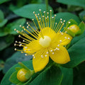 FUN AND GROW SEEDS: Seeds St. John's Wort Herbs Non GMO Heirloom