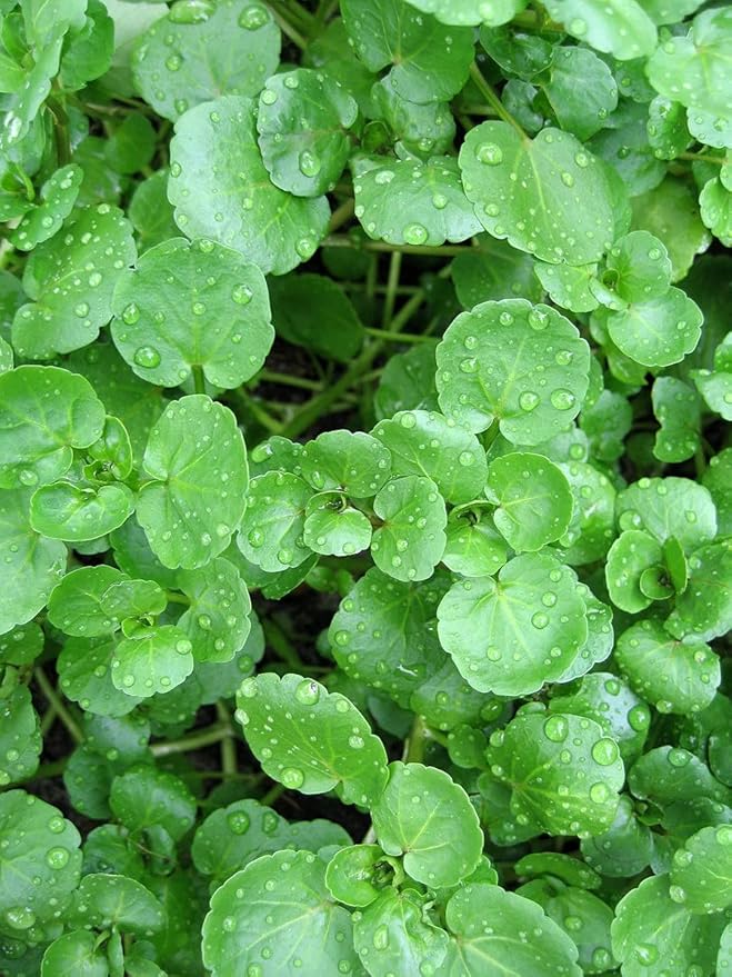 Seeds Vegetable Garden Cress Lettuce Brodleaf - 400 Seeds