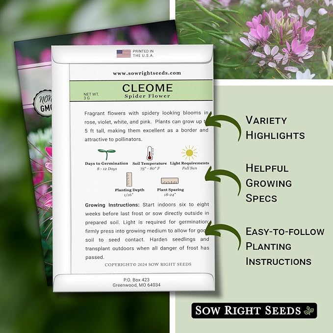 Sow Right Seeds - Spider Blend Cleome Seeds for Planting Outdoors - Non-GMO Heirloom Variety - Easy and Fast to Grow - Annual Flower for Vibrant Gardens - Ideal for Butterfly Attracting (2)