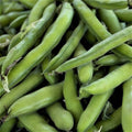 Roma II Bush Bean Seeds - 100 Count Seed Pack - A home garden favorite that produces heavy yields of delicious, rich beans. - Country Creek LLC