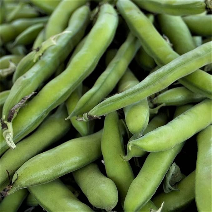 Roma II Bush Bean Seeds - 100 Count Seed Pack - A home garden favorite that produces heavy yields of delicious, rich beans. - Country Creek LLC