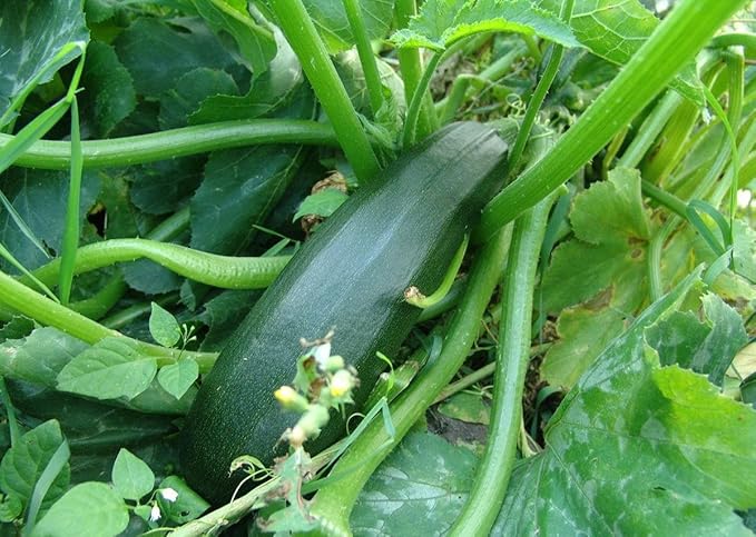 SeedsUP - 30+ Seeds Zucchini Sungreen - Vegetable Green