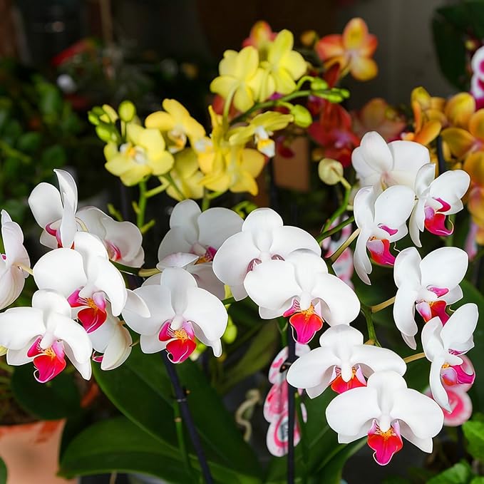 Dwarf Balsam Seeds for Planting, 500+pcs Perennial Double Balsam Flower Seeds Plants, Non-GMO Heirloom Rare Beauty Home Garden Blooms Flowers Plants for Outdoors