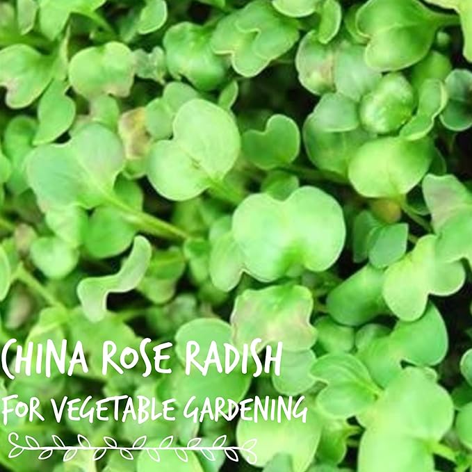 China Rose Radish Sprouting Seeds: 1 Lb - Bulk, Non-GMO Radish Seeds for Micro Greens, Vegetable Garden