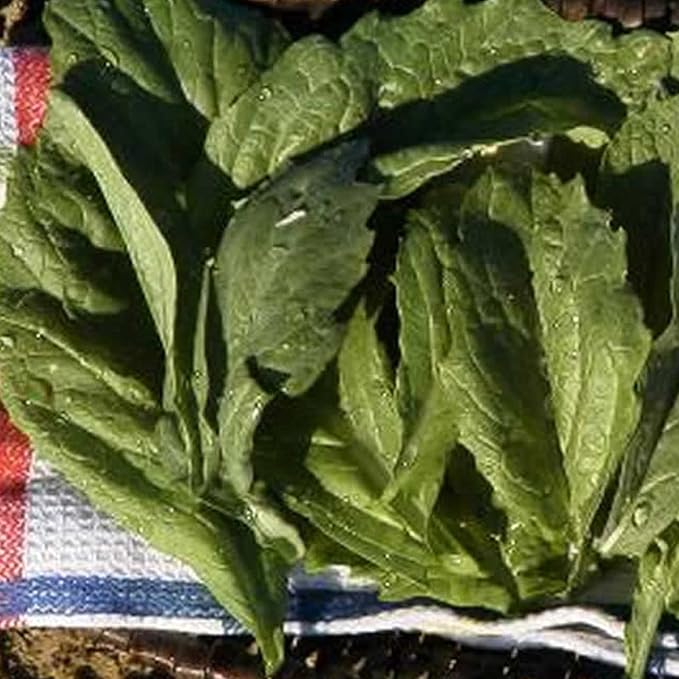 Mustard Vegetable Garden Seed - Florida Broadleaf - 4 Oz ~68,000 Seeds - Non-GMO, Heirloom Herb Greens & Microgreens Seeds