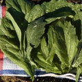 Mustard Vegetable Garden Seeds - Florida Broadleaf - 1 g Packet ~400 Seeds - Non-GMO, Heirloom Herb Greens & Microgreens Seeds