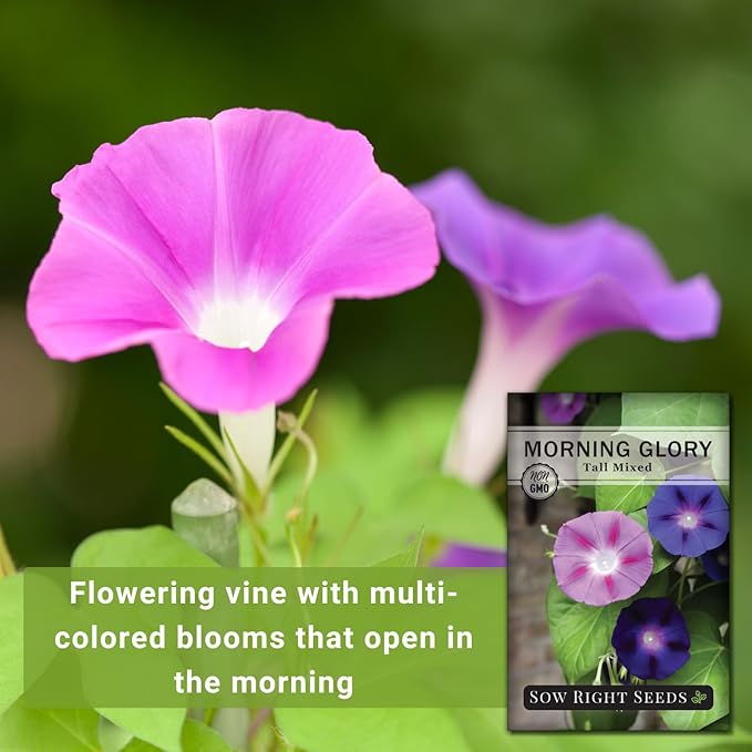 Sow Right Seeds - Tall Mixed Morning Glory Seeds for Planting - Non-GMO Heirloom Packet with Instructions to Grow - Perennial Vining Variety with Multi Color Blooms - Beautiful Trailing Decor (1)
