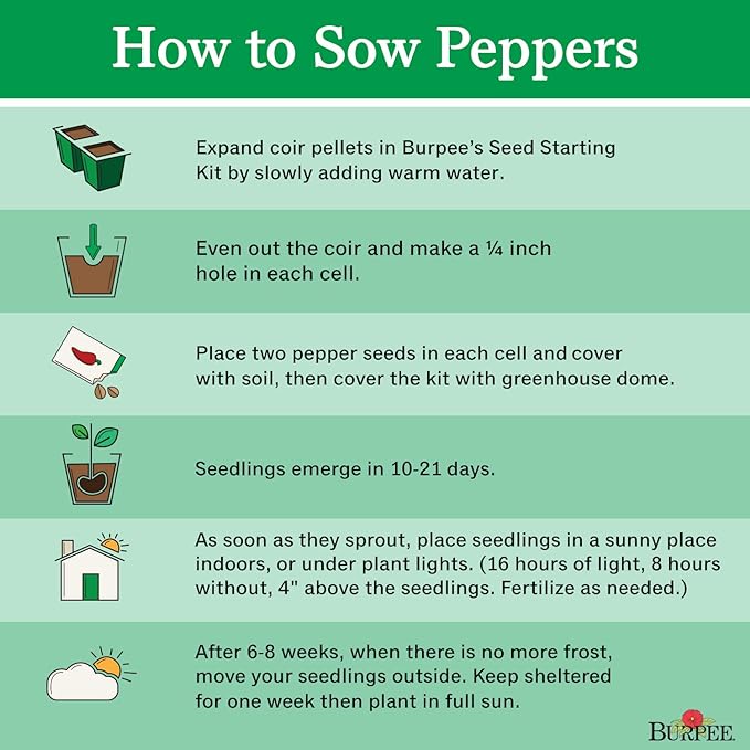 Burpee California Wonder (Organic) Sweet Pepper Seeds 300 seeds