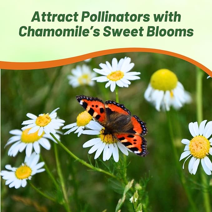 Outsidepride German Chamomile Seeds - 10000 Pcs Annual, Drought Tolerant, Self-Seeding & Versatile, Herb Seeds for Planting Sweet Scented Daisy-Like Blooms, Ideal for Slopes & Pollinator Gardens