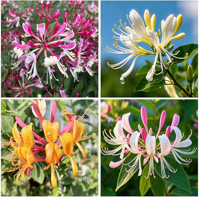 210+ Mix Honeysuckle Seeds for Planting in Home Garden- Non-GMO Honeysuckle Plant Vine - Fragrant Cloud Honeysuckle Flowers