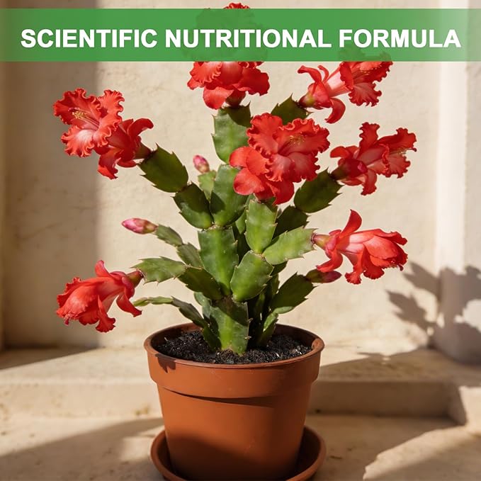 All-Natural Christmas Cactus Potting Soil Mix 2qt- Premium Well-Draining & Aerated ，Designed Specifically for Succulents and Cacti